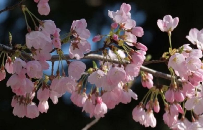 Many people come from across the world to see Japan&#039;s famous cherry blossoms