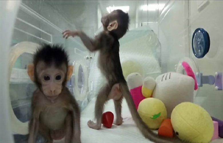 First monkey clones created in Chinese laboratory