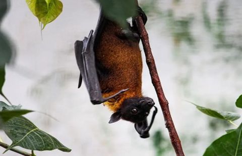‘Superhero’ fruit bats may hold the key to cure diabetes: Study