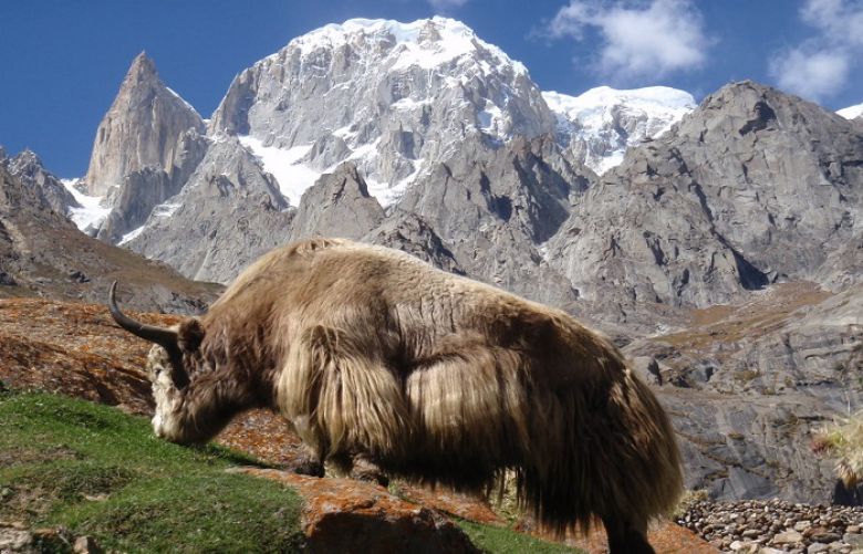 Hunza people worried about yaks stranded on Chinese side