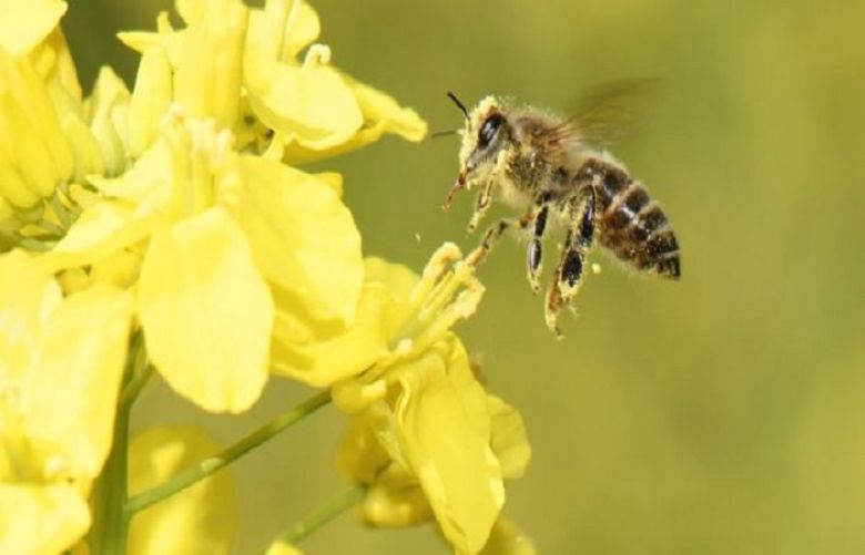 New pesticides &#039;may have risks for bees&#039;