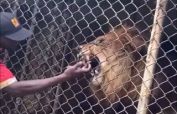 Lion tears off a zookeeper's finger in Jamaica