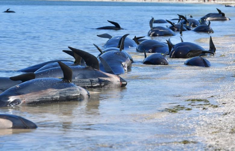 Dozens of pilot whales die in mass stranding on New Zealand island   