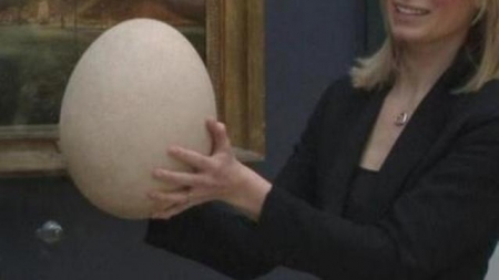 World&#039;s biggest egg