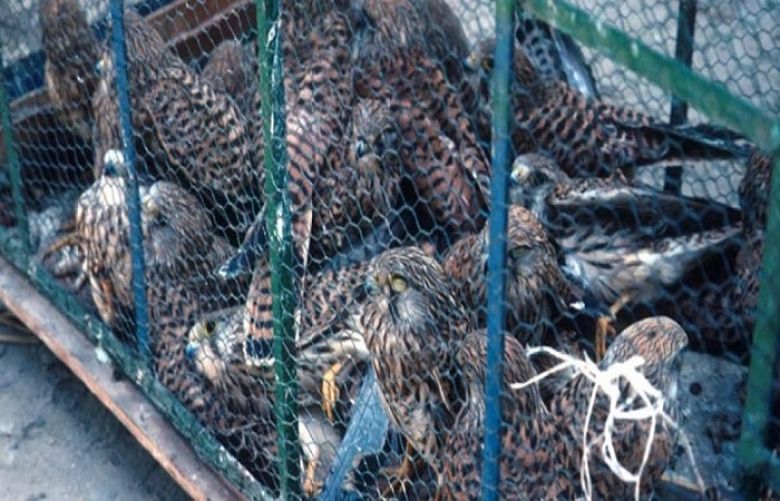Wildlife department foils smuggling bid, recovers precious birds
