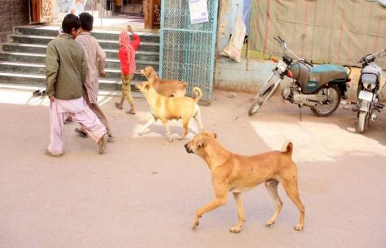 A 10-year-old boy died after being savagely attacked by stray dogs
