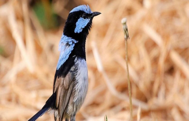 Birds learn another &#039;language&#039; by eavesdropping on neighbors