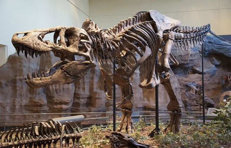 Tyrannosaurus rex found in Canada is world&#039;s biggest