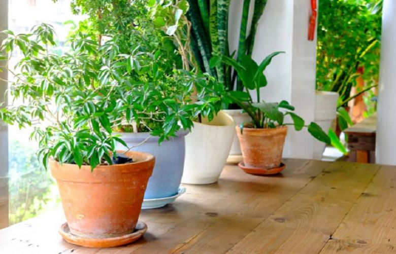 This Genetically Modified Houseplant Can Detoxify the Polluted Air in Your Home