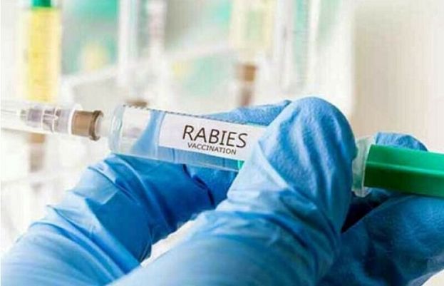 'Dow Rab': Pakistan's university develops dog bite vaccine