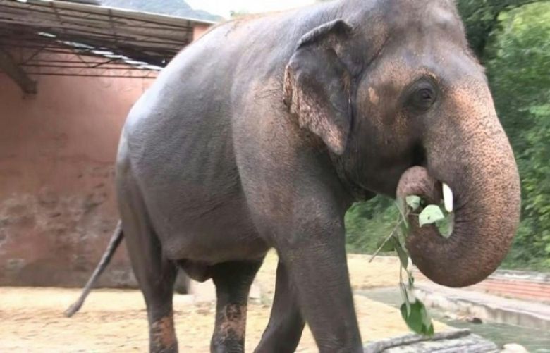 Kaavan sets out on excursion to Cambodian safe-haven