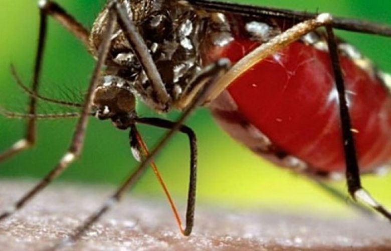 Dengue outbreak in Peshawar 