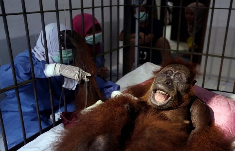 Veterinarians and volunteers of Sumatra Orangutan Conservation Program (SOCP) tend to a female orangutan they named Hope after conducting a surgery for infections in some parts of the body and to fix broken bones. 