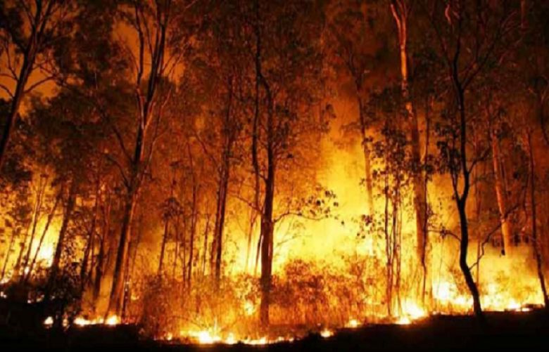 KP forest fires