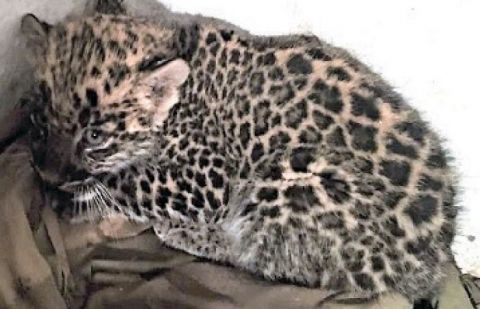 Month-old leopard cub 
