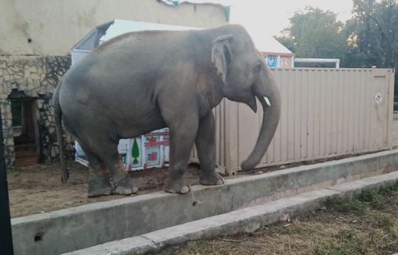 Loneliest&#039; elephant Kaavan