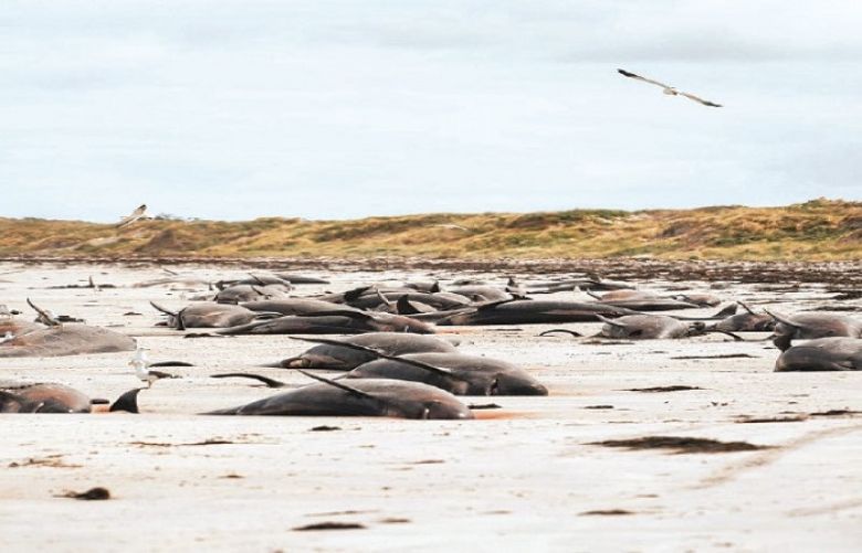 Almost 100 pilot whales die in New Zealand stranding