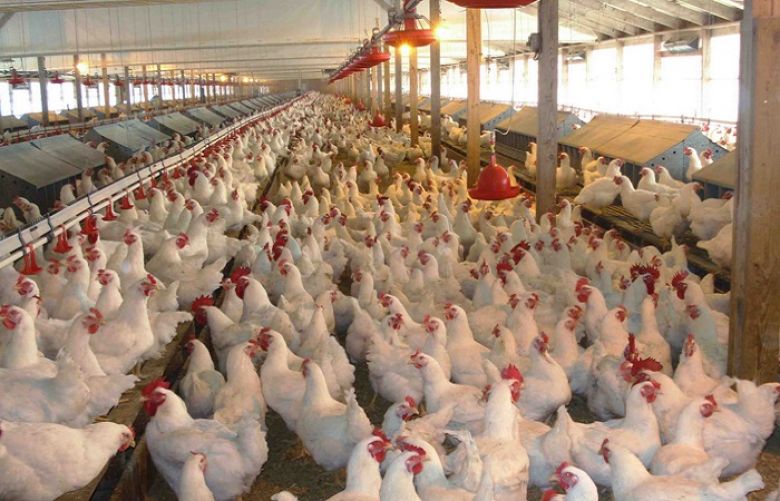 Supreme Court forms committee to test chicken meat, feed