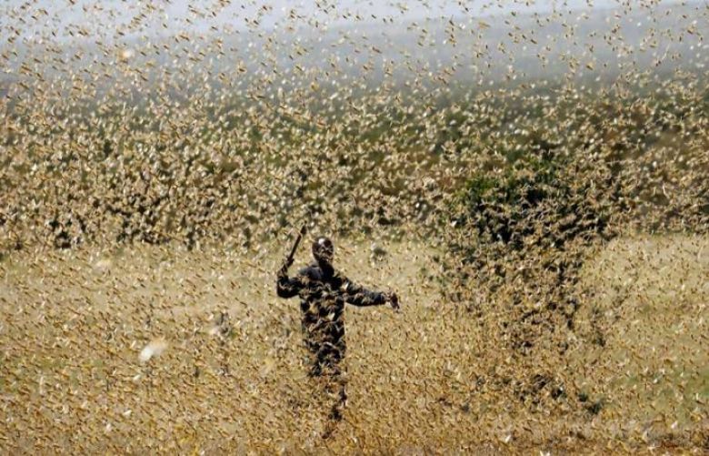 Balochistan most affected province by the locusts attack
