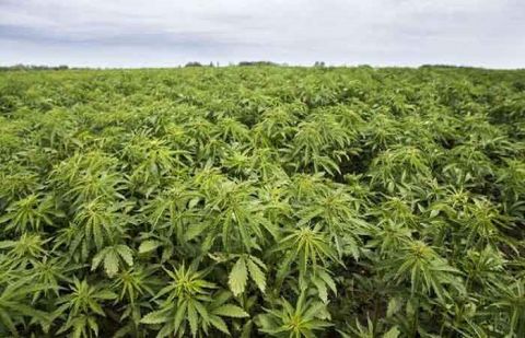 Pakistan approves industrial, medical use of hemp