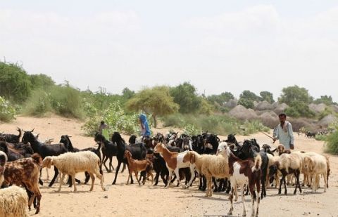 Life took a turn for the worse for inhabitants of Thar when it was enveloped by an unforgiving drought three years ago.