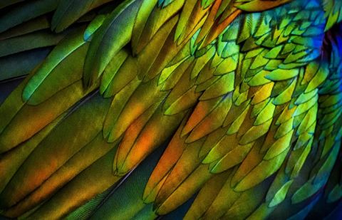Scientists discover hidden pattern in birds feather that makes them fly