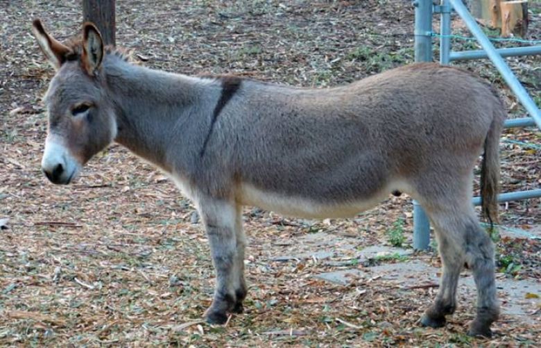 China interested in importing donkeys from Pakistan