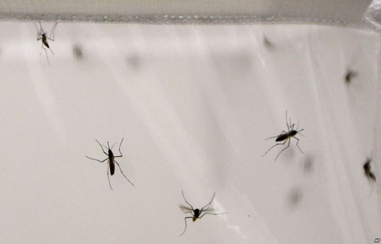 Malaria mosquitoes wiped out in lab trials of gene drive technique