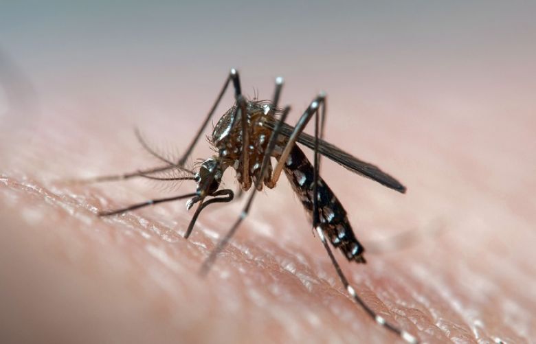 Dengue cases on rise in Federal Capital