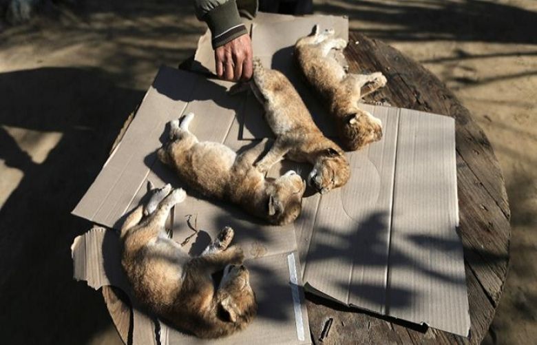 A Palestinian man checks the bodies of lion cubs that died at a zoo in the southern Gaza Strip  