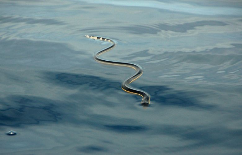 A yellow-bellied sea snake rests at the water&#039;s surface near the mouth of Golfo Dulce, Costa Rica. 