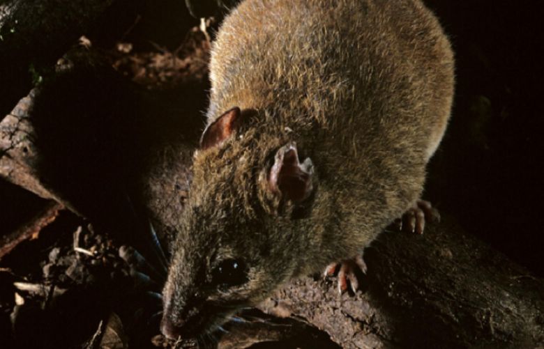 This species of melomys is related to one that scientists say has gone extinct in the Great Barrier Reef. 