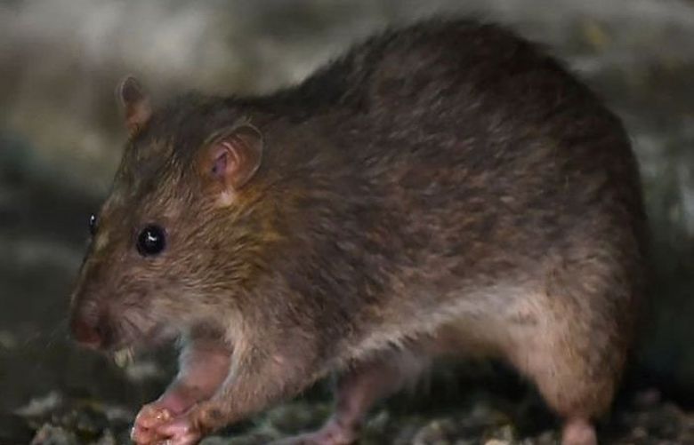 World&#039;s first human case of rat disease found in Hong Kong