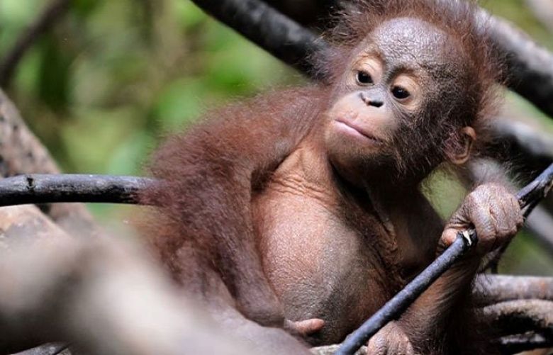 Borneo orangutans 