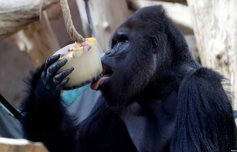 A western lowland gorilla eats ice cream in its enclosure at the Prague Zoo, Czech Republic, Aug. 6, 2018.