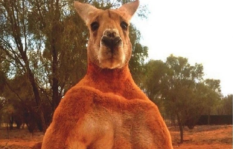 © Instagram/ The Kangaroo Sanctuary Alice Springs