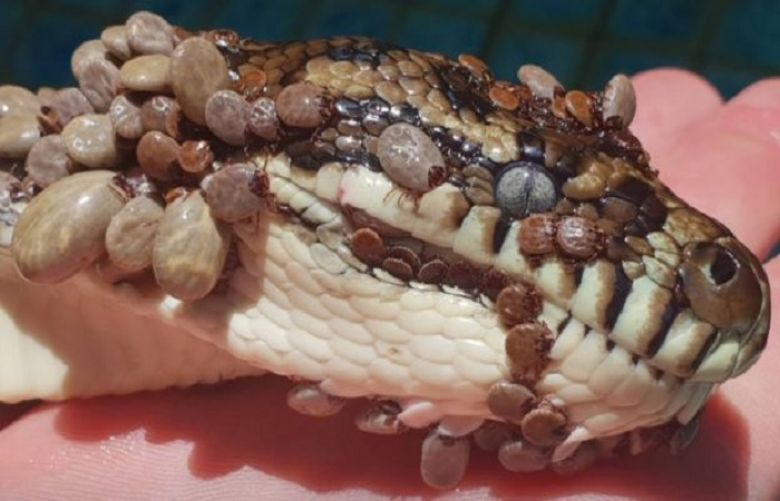 Python covered with more than 500 ticks rescued in Australia