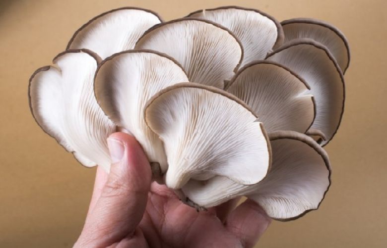 Eating more mushrooms could help to fight off a decline in brain function later in life