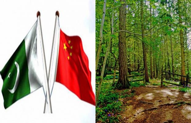China, Pakistan identify priority areas for cooperation in forest sector