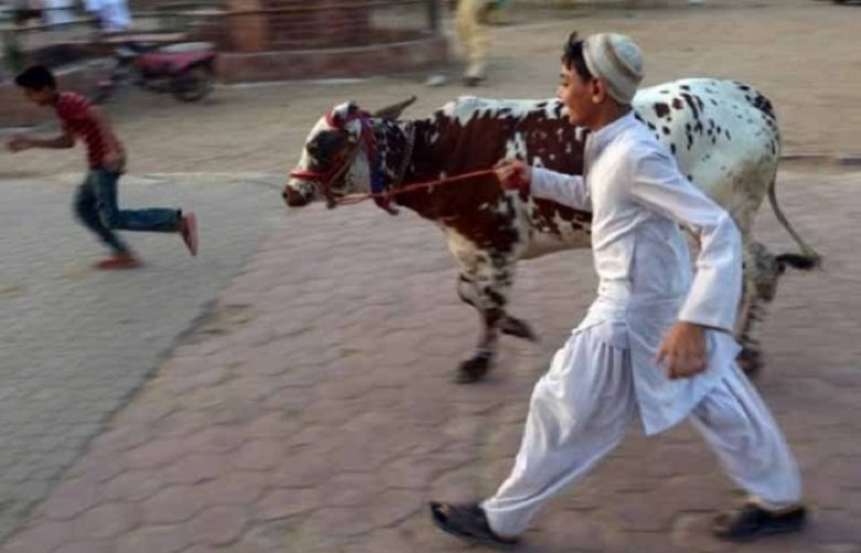 Animal sacrifices, festivities continue on second day of Eid ul Azha