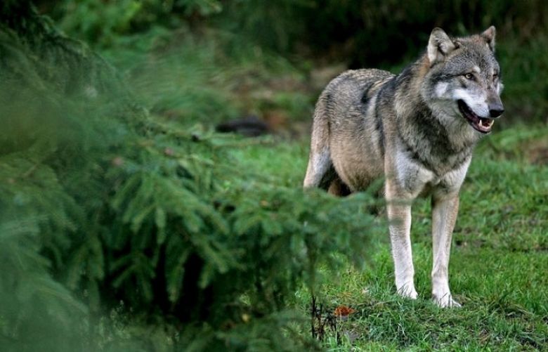   Resurgent wolf is back in Belgium