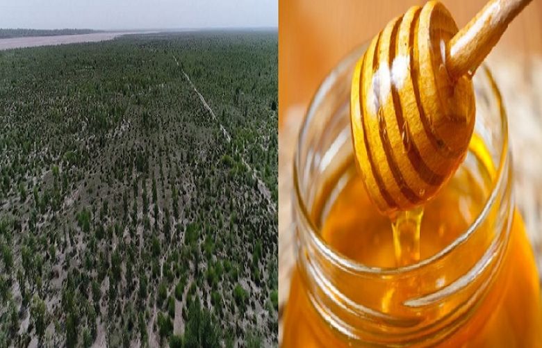PM Khan to launch Billion Tree Tsunami Honey Project today