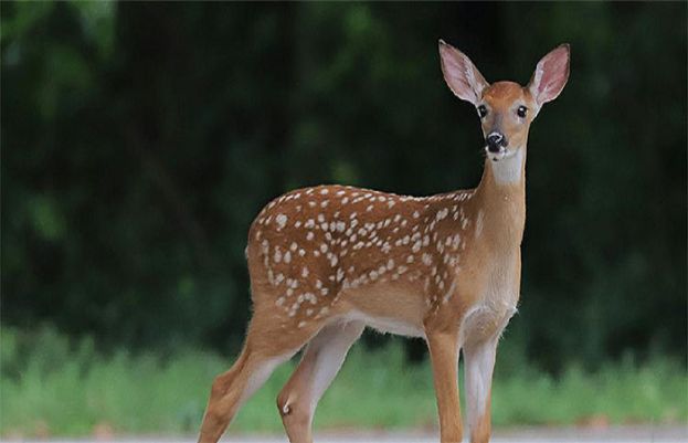 Wildlife Protectors Turn Poachers in Islamabad, CDA Officials Accused of Hunting Rare Deer in Margalla Hills – SUCH TV