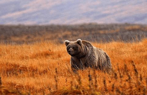 Himalayan Brown Bear