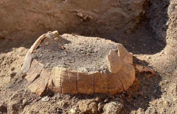 Ancient pregnant tortoise surprises archaeologists