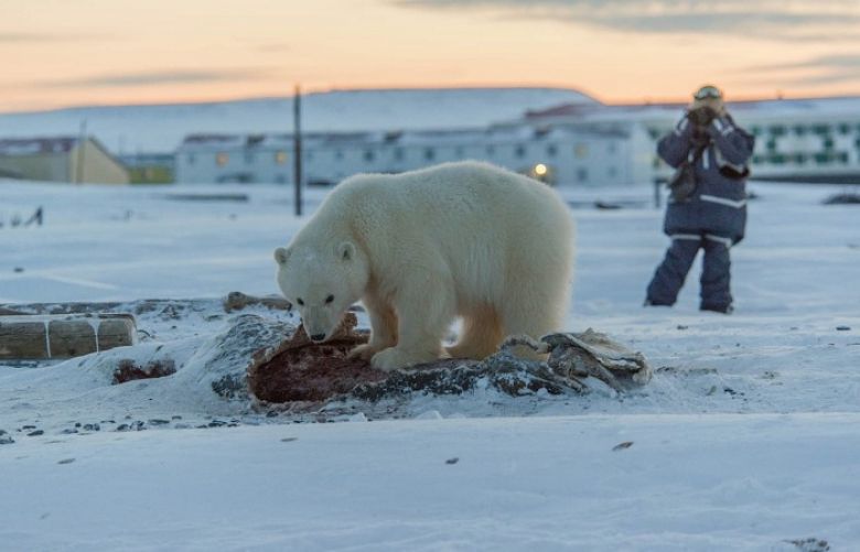 Mission to save orphaned polar bear cub in Russia’s north