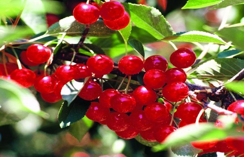 Everybody enjoys indulging in juicy red cherries during the summer season