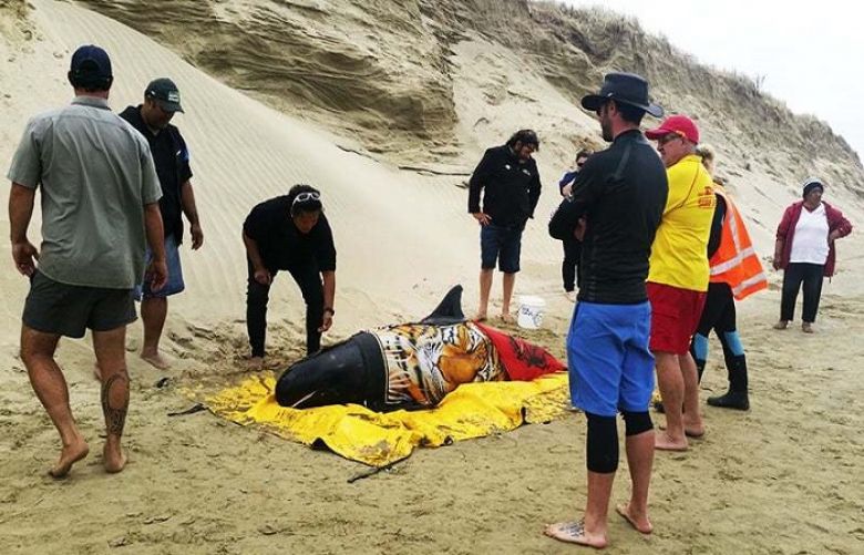 New Zealand rescuers save 6 stranded whales