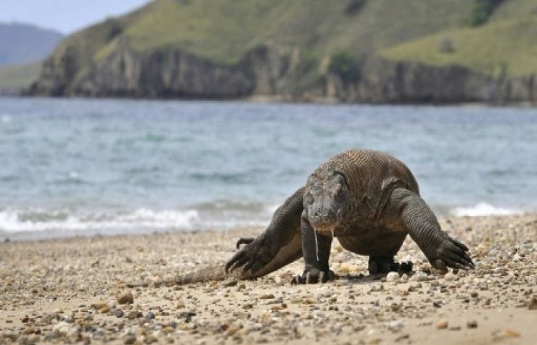 Komodo dragons grow to around three metres in length, with adults weighing between 70 and 90 kilograms 