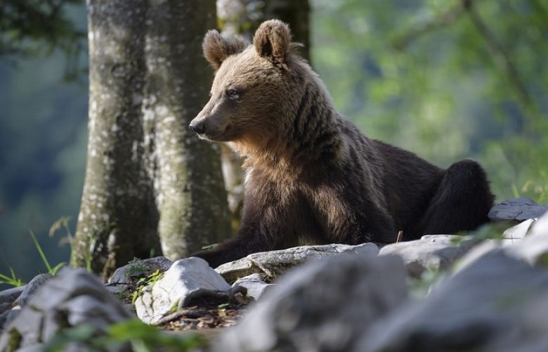 Slovenians strive to live in peace with bears